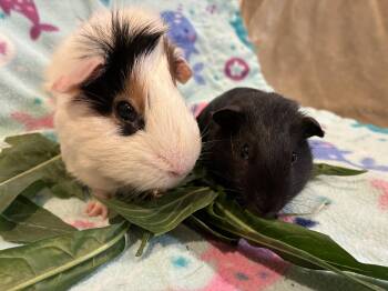 Rescue Guinea Pig Guinea Pigs for Adoption in Los Angeles, California - Henry And Baby Thistle | PetCurious